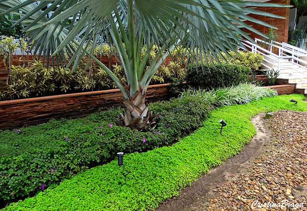 Dinheiro em penca - Pilea nummulariifolia