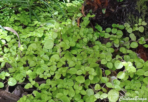 Dinheiro em penca - Pilea nummulariifolia