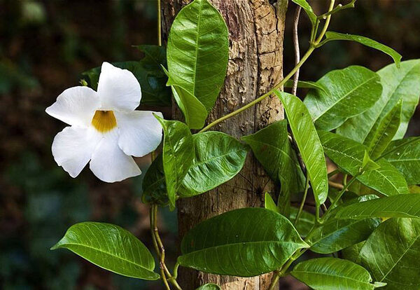 Dipladênia - Mandevilla splendens