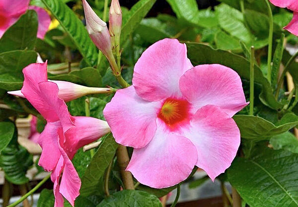 Dipladênia - Mandevilla splendens