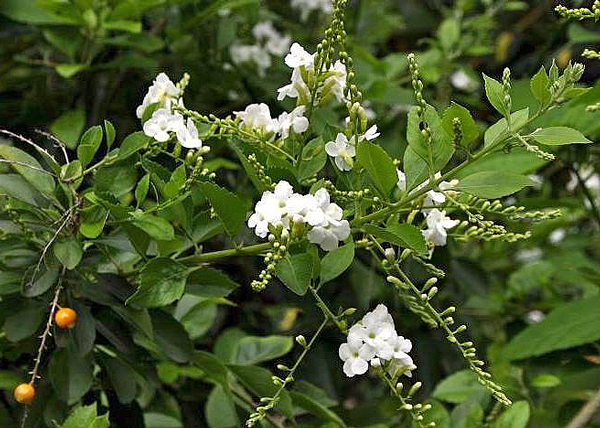 Duranta - Duranta erecta Alba