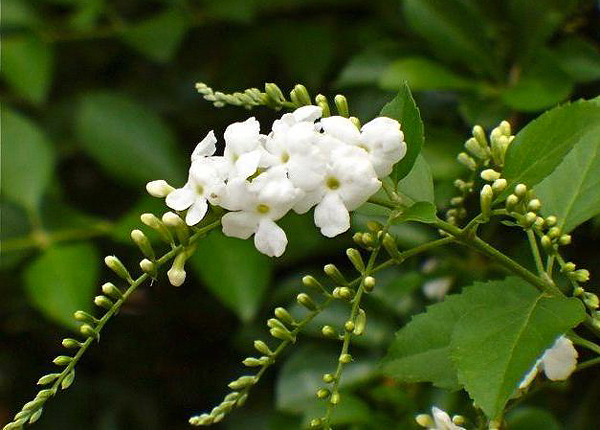Duranta - Duranta erecta Alba 