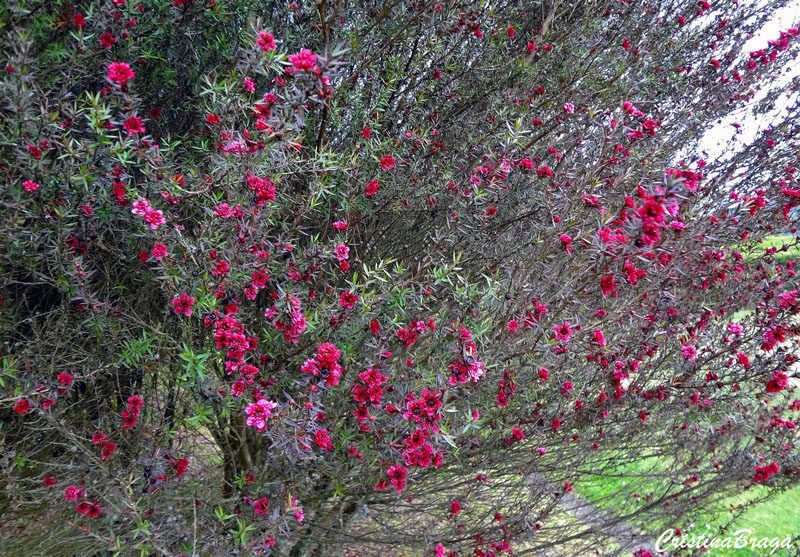 Érica Japonesa - Leptospermum scoparium