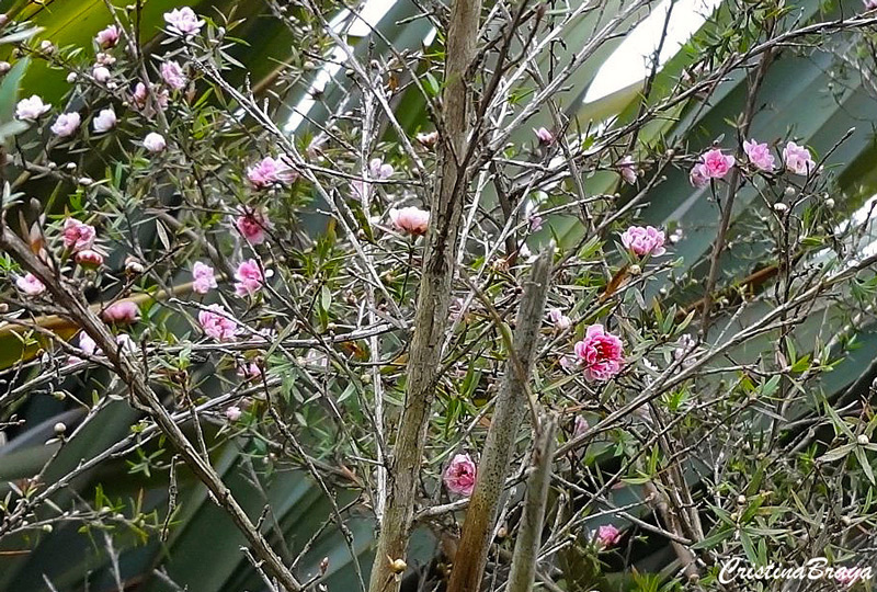 Érica Japonesa - Leptospermum scoparium