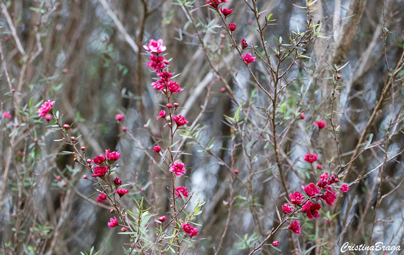 Érica Japonesa - Leptospermum scoparium - Flores e Folhagens