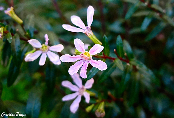 Falsa Érica - Cuphea gracilis