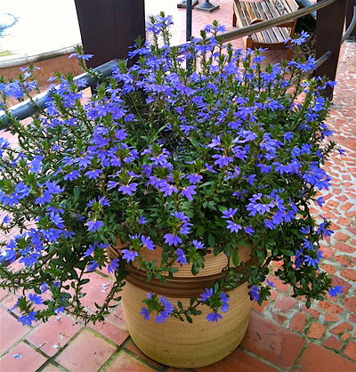 Flor canhota - Scaevola aemula