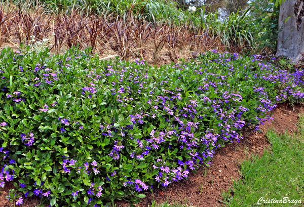 Flor canhota - Scaevola aemula