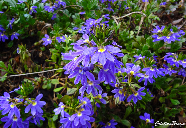 Flor canhota - Scaevola aemula