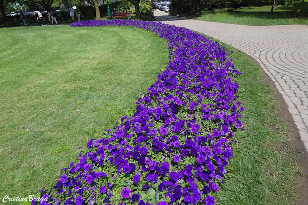 Forrações de Jardim - Flores e Folhagens