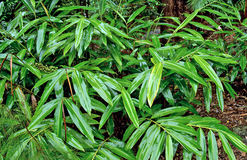 Gengibre - Zingiber officinale