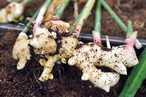 Gengibre - Zingiber officinale