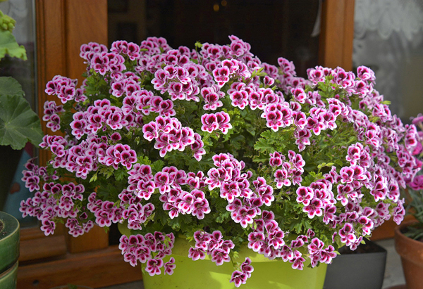 Gerânio - Pelargonium x domesticum - Flores e Folhagens