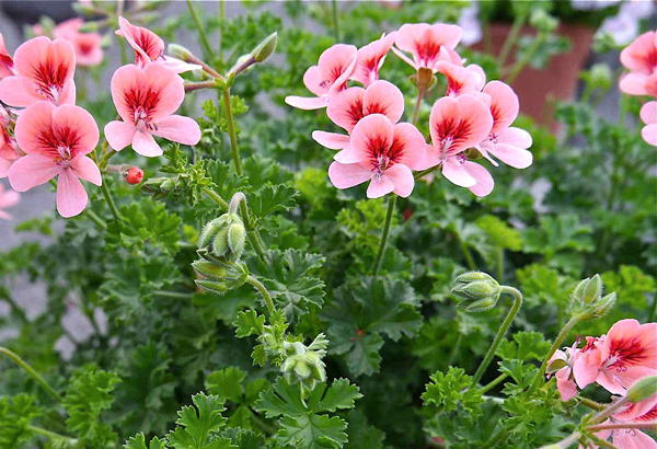 Gerânio - Pelargonium x domesticum