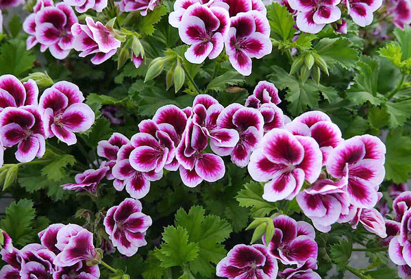 Gerânio - Pelargonium x domesticum - Flores e Folhagens