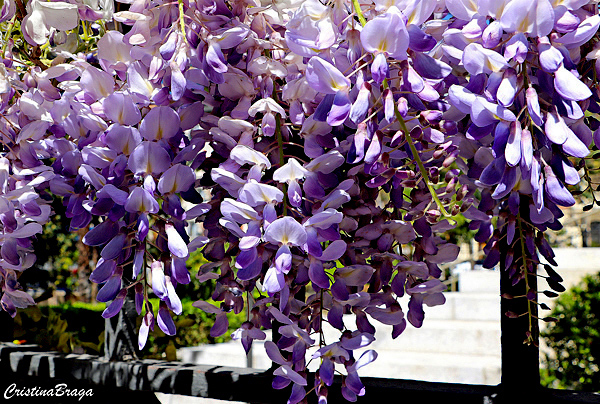 Glicínia - Wisteria sinensis