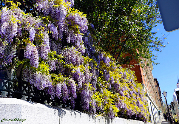 Glicínia - Wisteria sinensis