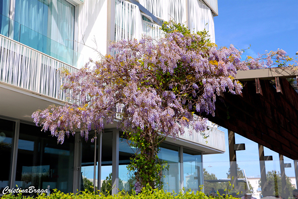 Glicínia - Wisteria sinensis