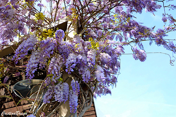 Glicínia - Wisteria sinensis