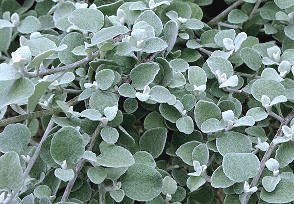 Gnafálio - Helichrysum petiolatum