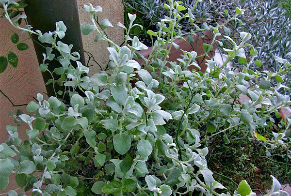 Gnafálio - Helichrysum petiolatum