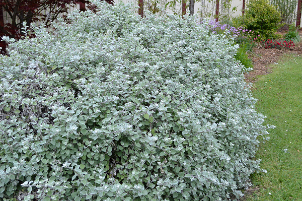 Gnafálio - Helichrysum petiolatum