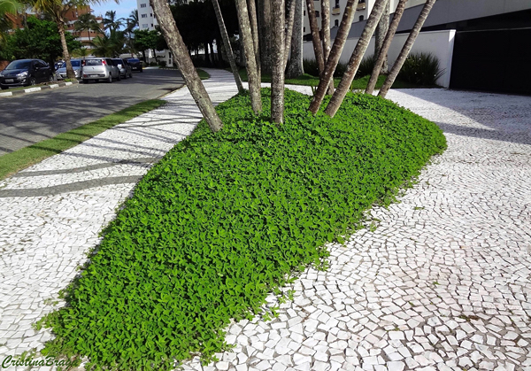 Grama Amendoim - Arachis repens