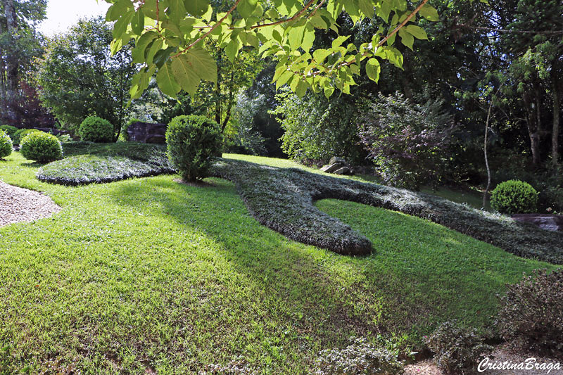 Grama preta - Ophiopogon japonicus