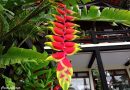 Helicônia – Heliconia rostrata