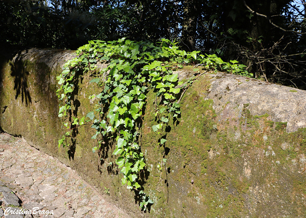 Hera - Hedera canariensis