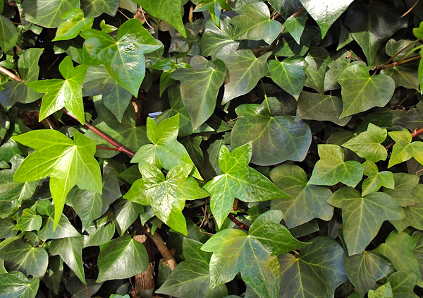 Hera Inglesa - Hedera helix