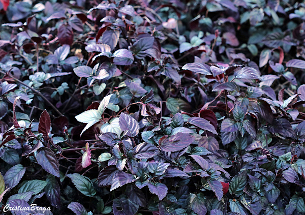 Hera roxa - Hemigraphis alternata