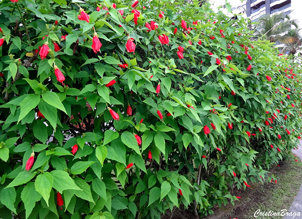 Hibisco Colibri - Malvaviscus arboreus