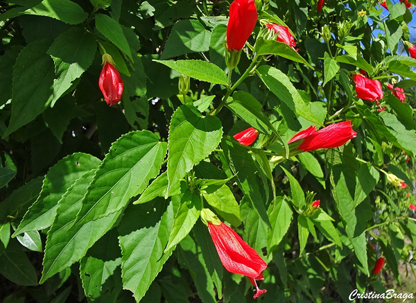 Hibisco Colibri - Malvaviscus arboreus