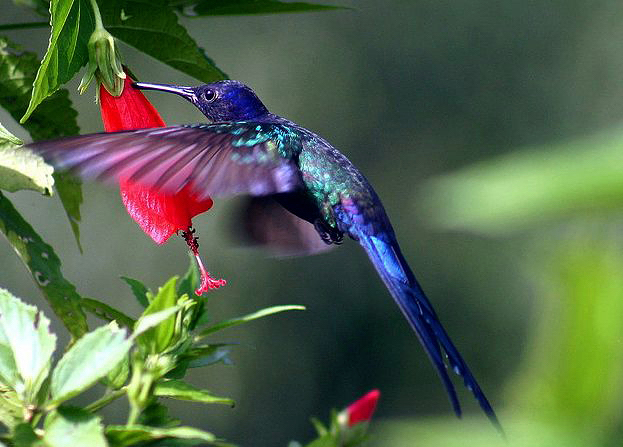 Hibisco Colibri - Malvaviscus arboreus