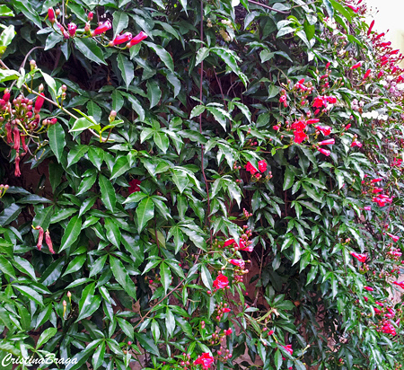 Ipoméia Rubra - Ipomoea horsfalliae