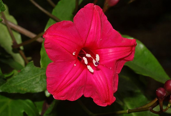 Ipoméia Rubra - Ipomoea horsfalliae