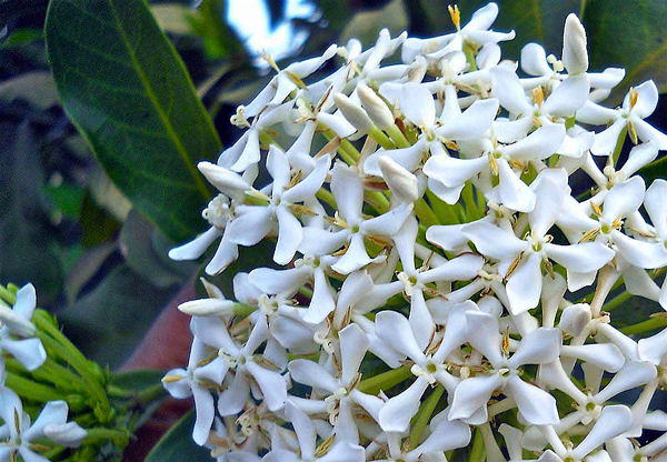 Ixora Branca - Ixora finlaysoniana