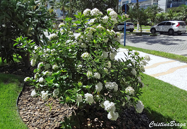 Ixora Branca