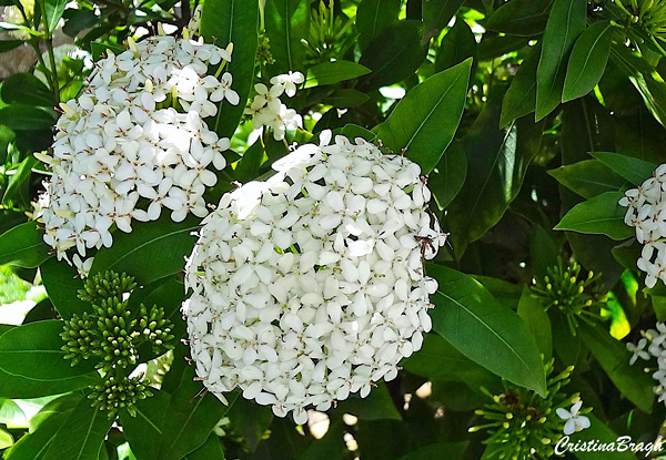 Ixora Branca - Ixora finlaysoniana - Flores e Folhagens