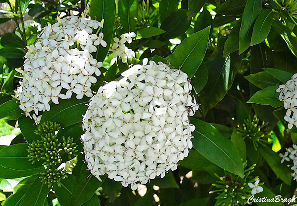 Ixora Branca - Ixora finlaysoniana