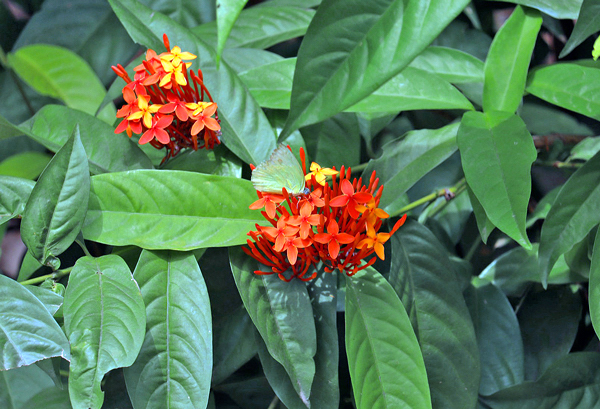Ixora Chinesa - Ixora chinensis - Flores e Folhagens