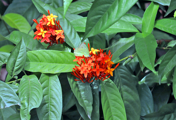 Ixora Chinesa