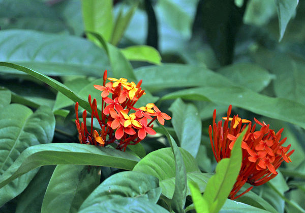 Ixora Chinesa