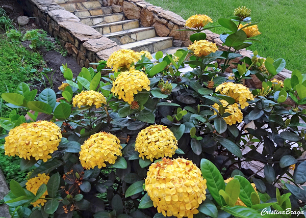 Ixora - Ixora coccinea