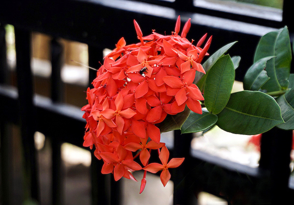 Ixora coccinea