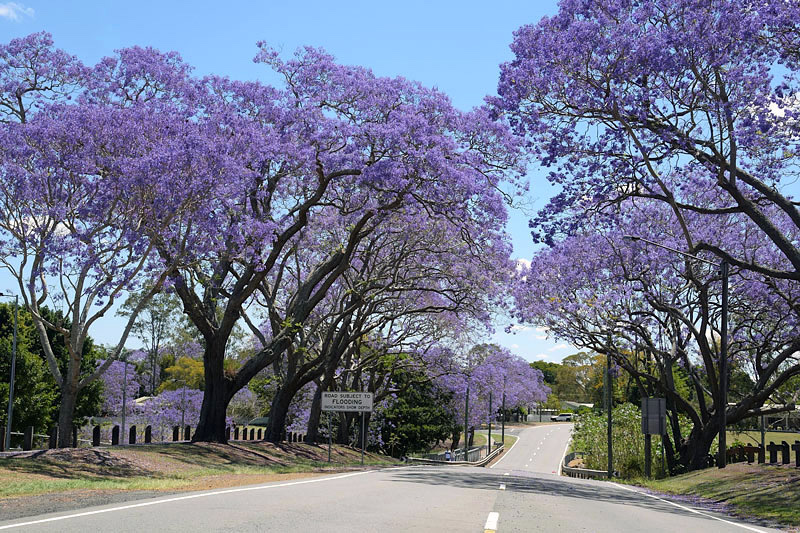 Jacarandá Mimoso - Jacaranda mimosifolia