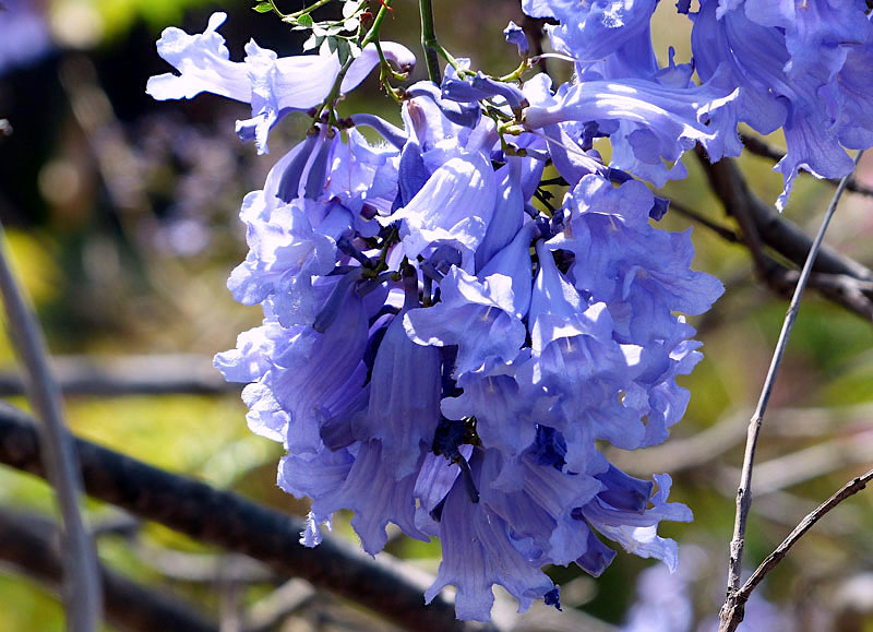 Jacarandá Mimoso - Jacaranda mimosifolia