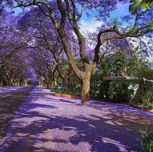 Jacarandá Mimoso - Jacaranda mimosifolia