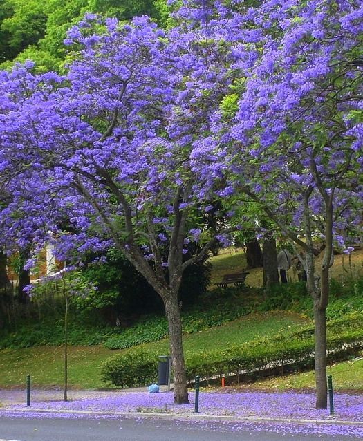 Jacarandá Mimoso - Jacaranda mimosifolia